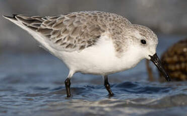 Bécasseau sanderling