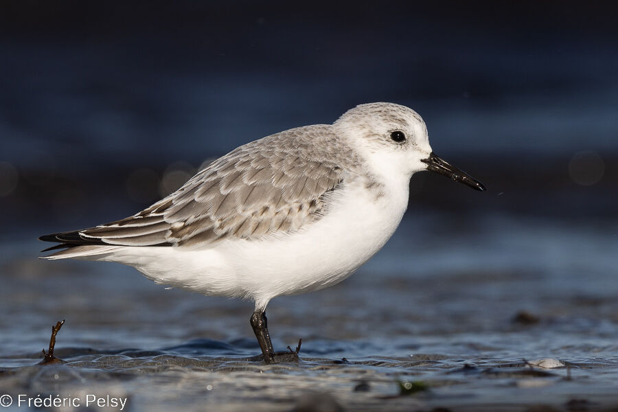 Bécasseau sanderling