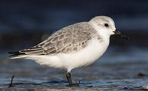 Bécasseau sanderling