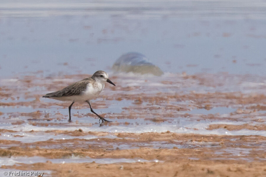 Semipalmated Sandpiper