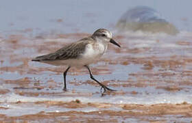 Semipalmated Sandpiper