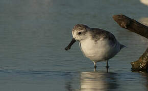 Spoon-billed Sandpiper