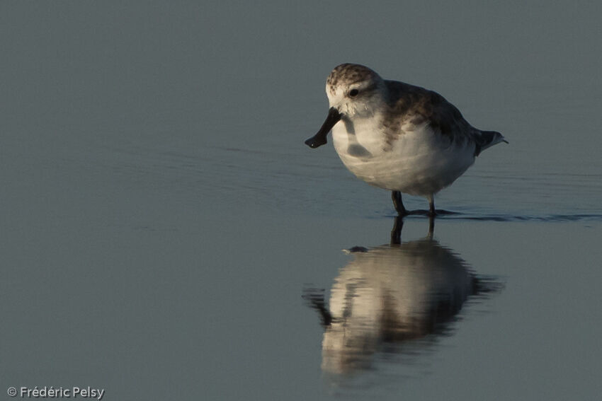 Spoon-billed Sandpiperadult, identification