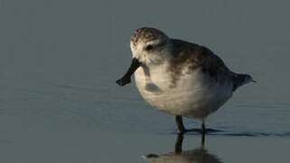 Spoon-billed Sandpiper