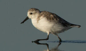 Spoon-billed Sandpiper