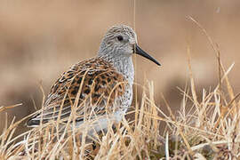 Dunlin