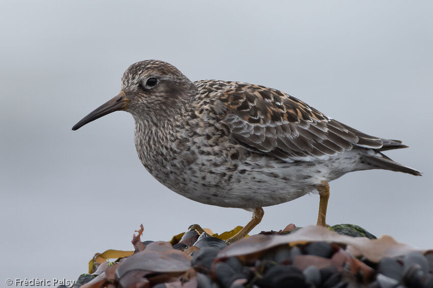 Purple Sandpiper