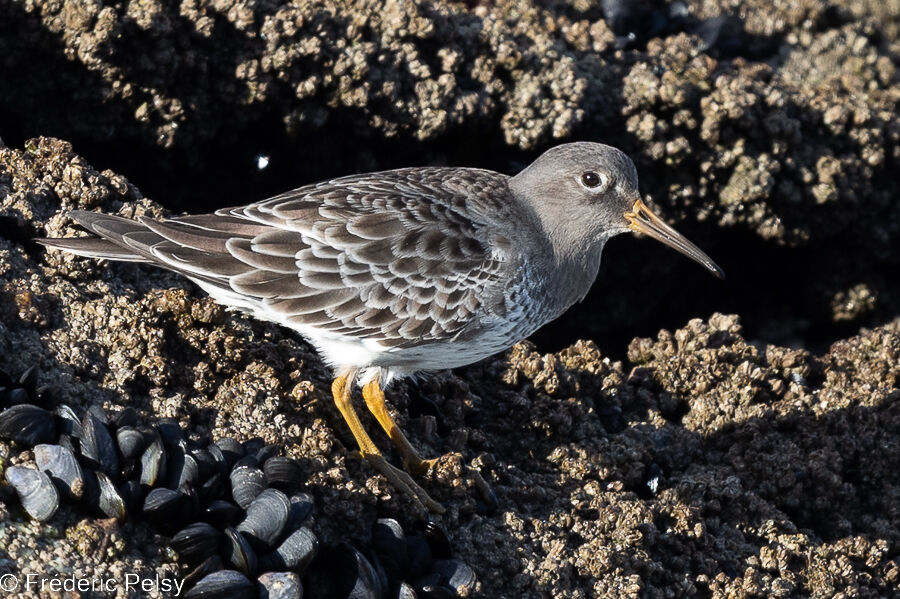 Purple Sandpiper