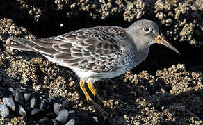 Purple Sandpiper