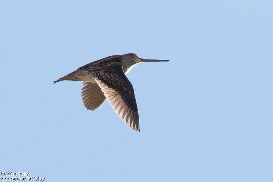 Pin-tailed Snipeadult, pigmentation, Flight