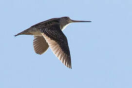 Pin-tailed Snipe