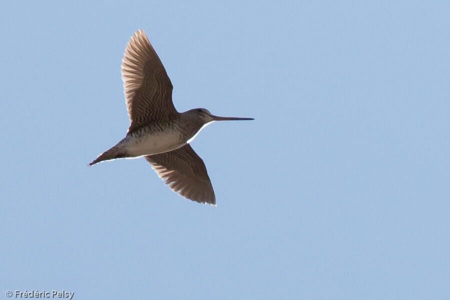 Pin-tailed Snipe, Flight