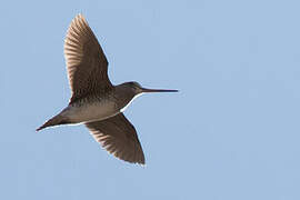 Pin-tailed Snipe