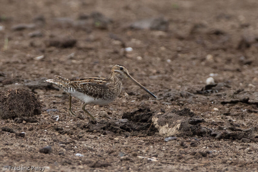 African Snipe