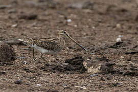 African Snipe