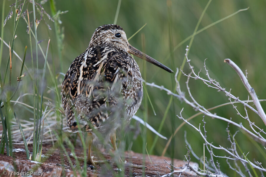 Magellanic Snipe