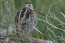 South American Snipe