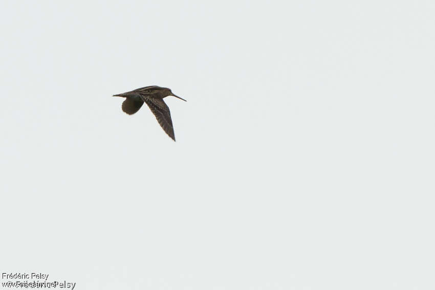 Swinhoe's Snipe, Flight