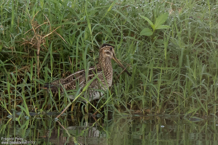 Wilson's Snipeadult, habitat