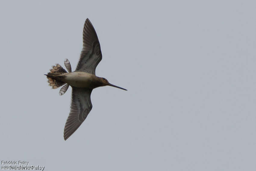 Common Snipe male adult, Flight, courting display, song