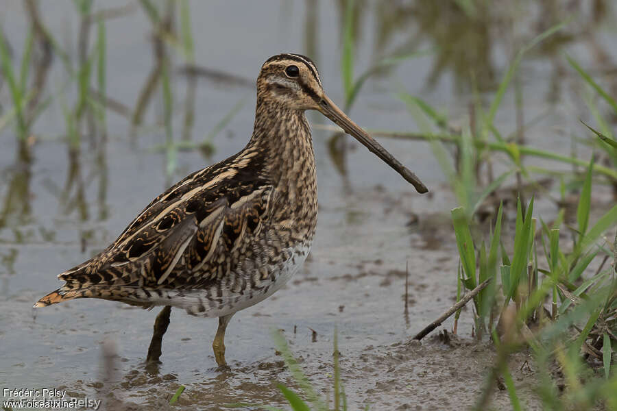 Common Snipeadult, identification