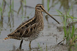 Common Snipe