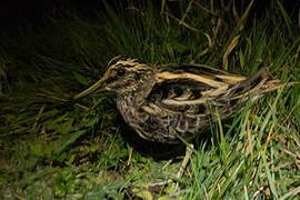 Jack Snipe