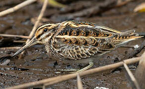 Jack Snipe