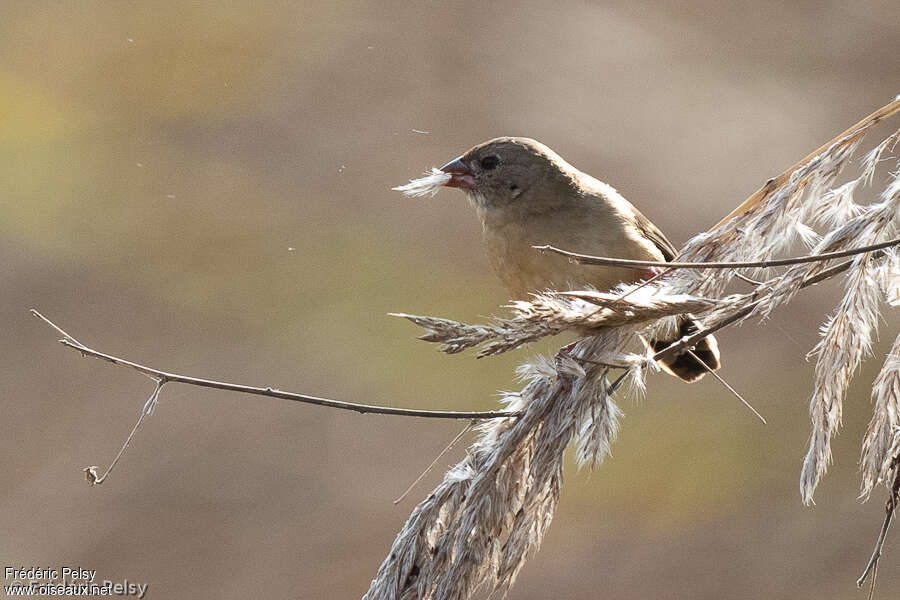 Red Avadavat, feeding habits, eats