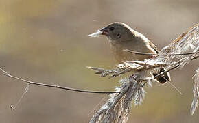 Red Avadavat