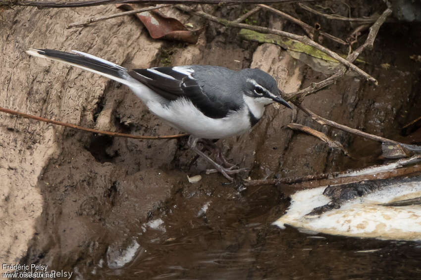 Mountain Wagtailadult, identification