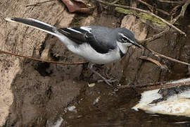 Mountain Wagtail