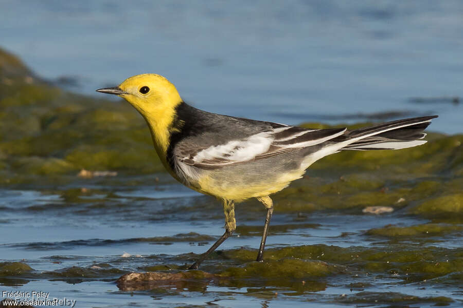 Citrine Wagtail male adult breeding, identification