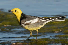 Citrine Wagtail