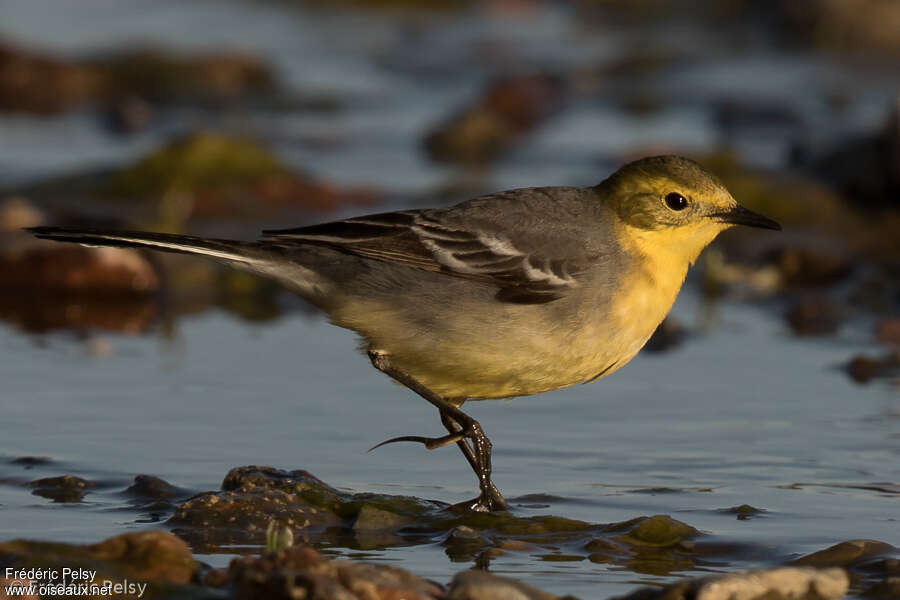 Citrine Wagtail female adult breeding, identification