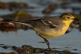 Citrine Wagtail