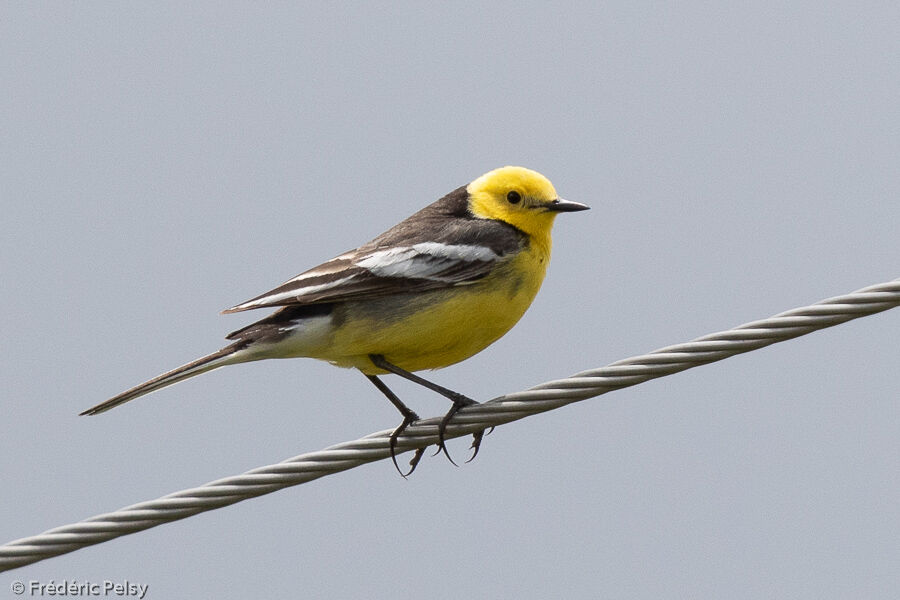 Citrine Wagtail male adult