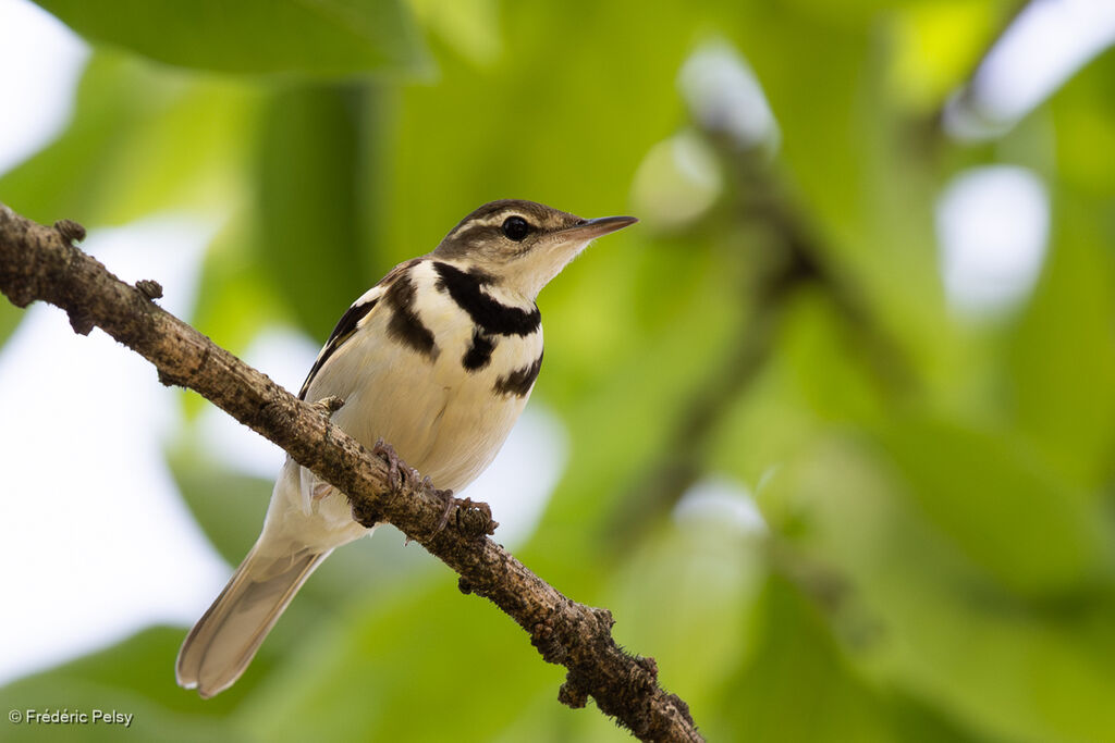 Bergeronnette de forêt