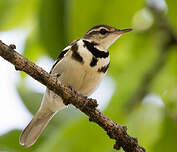Bergeronnette de forêt