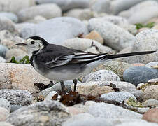 White Wagtail (yarrellii)