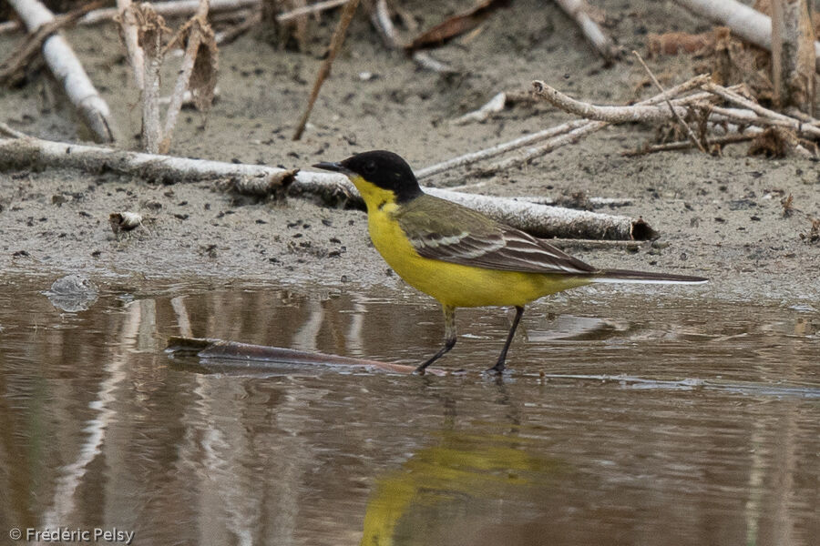 Western Yellow Wagtail (feldegg)