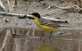 Western Yellow Wagtail (feldegg)