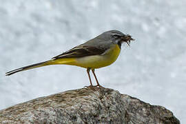 Grey Wagtail