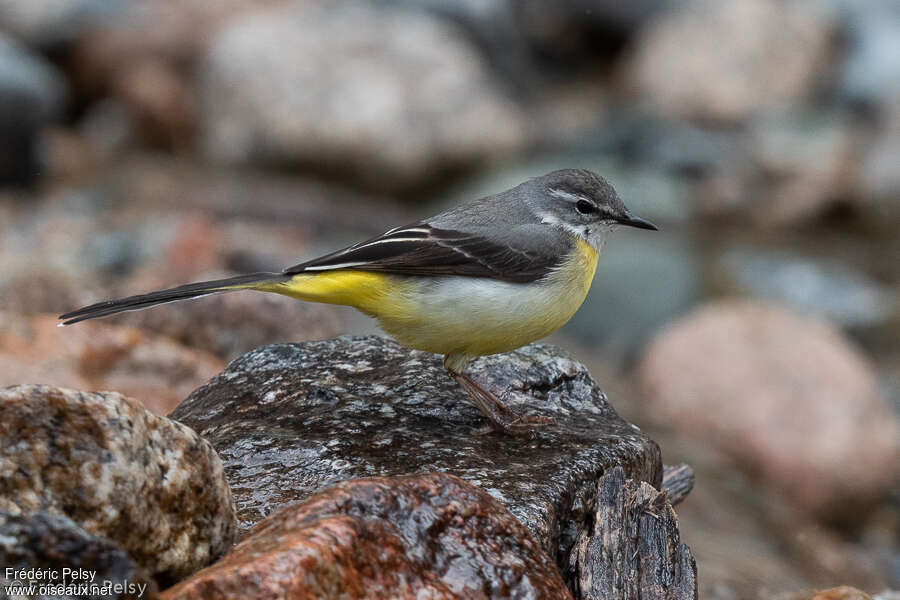 Grey Wagtail female adult breeding, identification