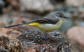 Grey Wagtail