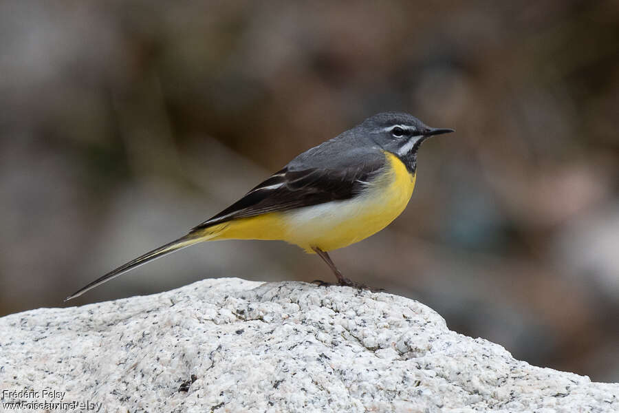 Grey Wagtail male adult breeding, identification