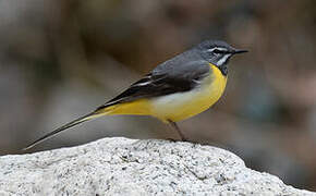 Grey Wagtail