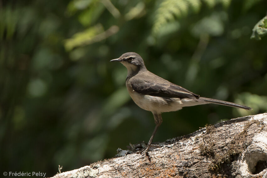 Cape Wagtailadult