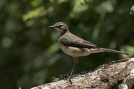 Cape Wagtail