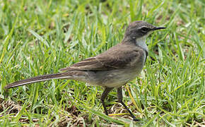 Cape Wagtail